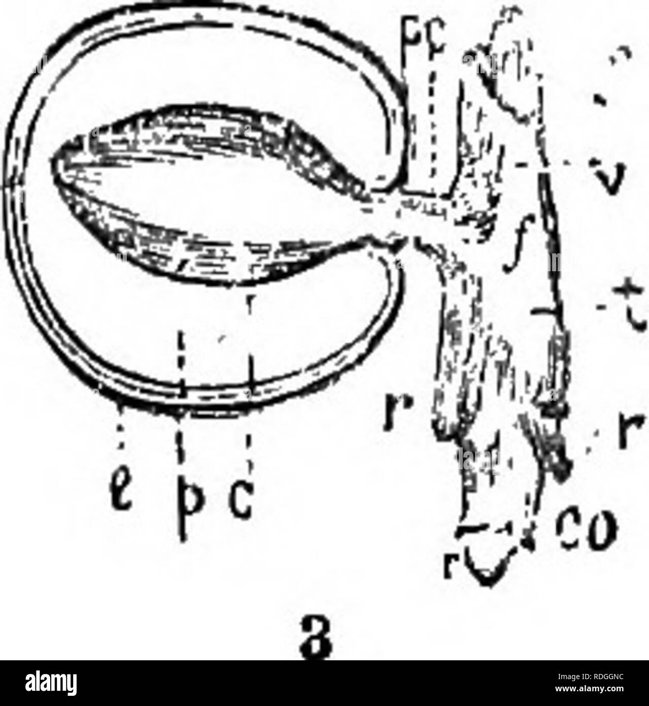 . Un manuale di botanica : essendo una introduzione allo studio della struttura, la fisiologia e la classificazione delle piante . La botanica. Fig. 626. radicles, r e / forare il iategument alla base, e ciascuna di esse è coperta con una guaina separata, m, chiamato coleorhiza (fig. 105, p. 42). In aperispermic monocotiledoni, come Alismacese e Potamese (fig. 595, p. 334), il cotiledone non rimangono all'interno del seme, ma è sollevato al di sopra del terreno, c, dando origine al plumule, g, che viene in un primo momento racchiuso nella sua guaina. In tal modo il cotiledone segue lo sviluppo di mi^gronda. Il suo lembo è prodotto per la prima volta e mi Foto Stock