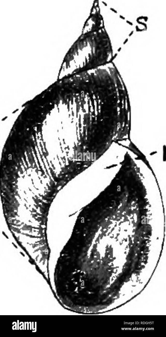 . Una introduzione alla zoologia, con indicazioni per il lavoro pratico (invertebrati). 106 introduzione alla zoologia. Fifi. 60.-Guscio della Limnaea stagnalis, visto da sotto. s, guglia ; hiv, corpo wliorl; r, riflette il labbro della shell. zione è spessa. È molto resistente e può essere facilmente conservato in un serbatoio, il solo inconveniente di essere, che ha una tale onnivoro e sostanziosa appetito che esso è atto a distruggere le piante piuttosto troppo rapidamente e solo erbacce comune dovrebbe essere mantenuto con essa. Il canadese di acqua - erbaccia, Anacharis () Elodea canadensis, che può ^ sempre essere facilmente ottenuta è eccellente cibo per esso, Foto Stock