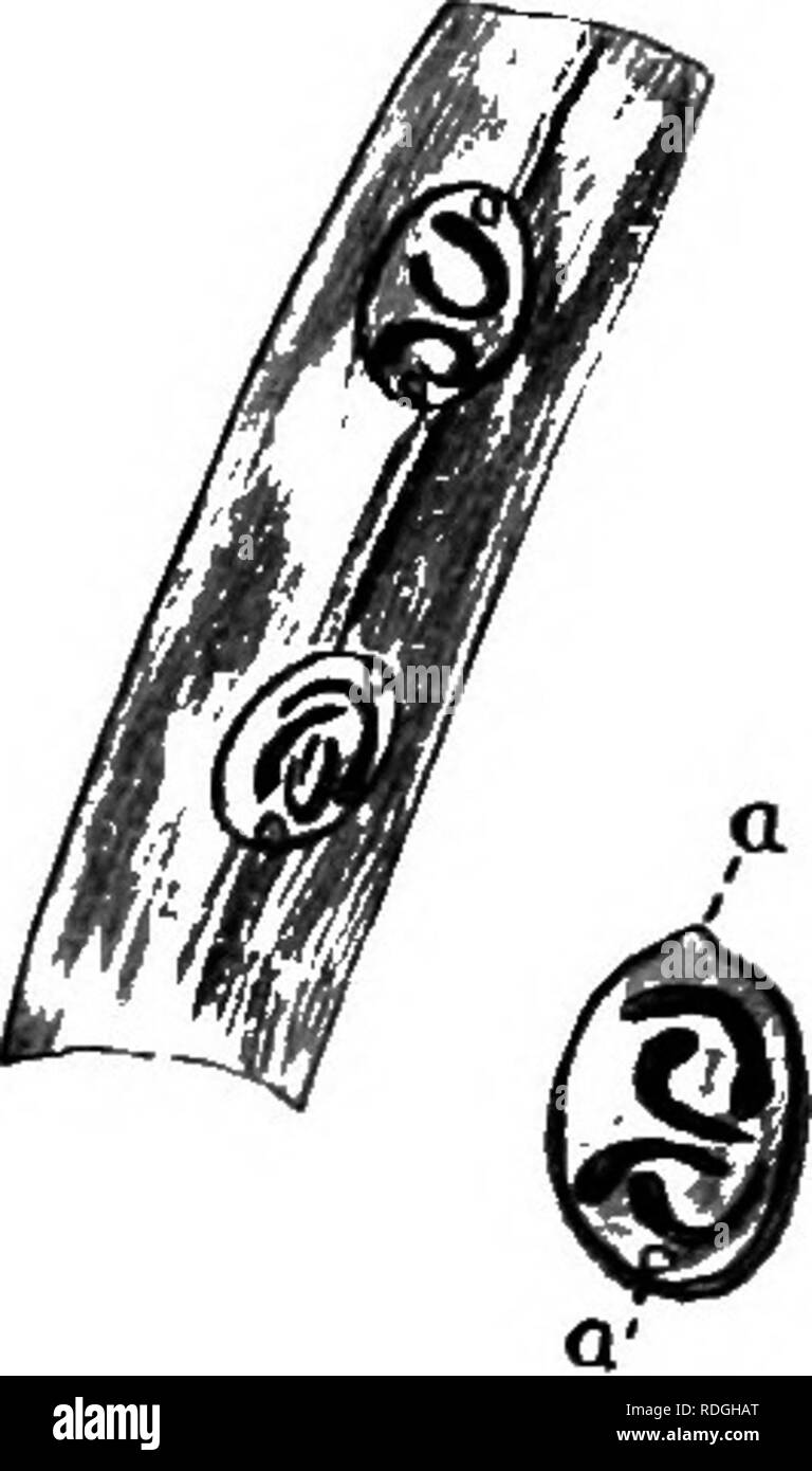 . Una introduzione alla zoologia, con indicazioni per il lavoro pratico (invertebrati). Vll anellidi 91 Beproduction.. ganasce, con cui la creatura, avendo fissato per la sua bocca-sucker ad un animale, fa una piccola ferita; attraverso questo può succhiare il sangue della vittima che può essere quasi qualsiasi creatura a cui si possono fissare la stessa. Le sanguisughe depongono le uova che sono circondata da piccole capsule trasparente e sono depositati su acqua sommerse-erbacce, o sul suolo umido vicino all'acqua. Il bozzolo è formata nello stesso modo come quello del lombrico, le due estremità la chiusura quando la sanguisuga ha scivolato Foto Stock