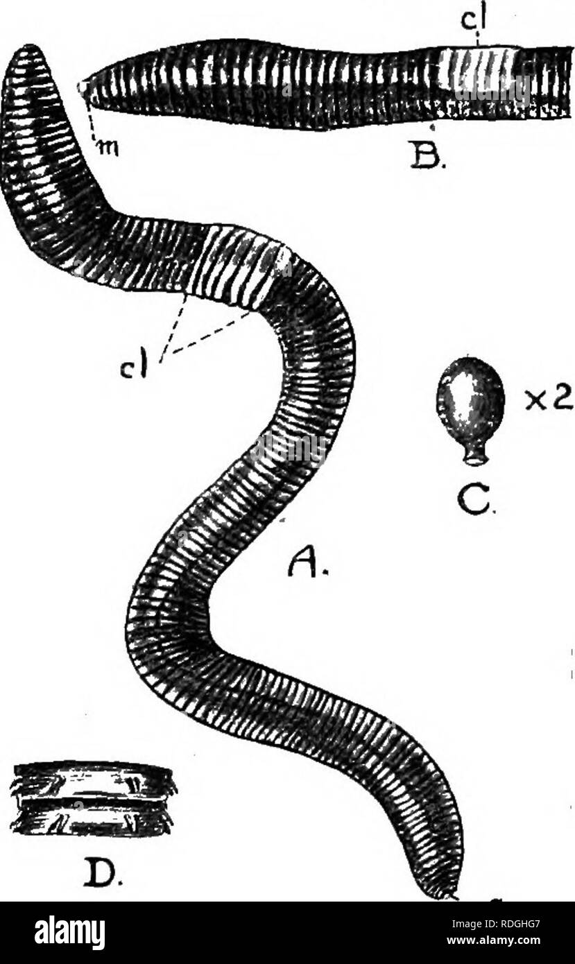 . Una introduzione alla zoologia, con indicazioni per il lavoro pratico (invertebrati). 72 INTRODUZIONE ALLA Zoologia in situazioni molto diverse e non sembrano mente se il suolo in cui vivono è ricco o povero così a lungo come è umido. Umidità è una condizione essenziale per la loro vita, esposizione alla siccità kill- ing essi più rapidamente. Essi sono quindi raro a secco di terreno sabbioso, e più comune in un terreno umido coperto con breve vegeta- zione che protegge la superficie dal calore del sole. , Esterno il corpo è comparsa lungo e nar- e fila, struttura sagomata, jj]^^ ^ ^^j;^. der, ma una rastremazione all Foto Stock