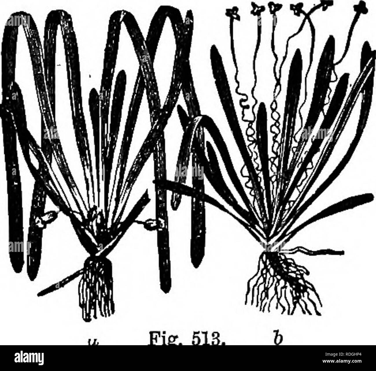 . Un manuale di botanica : essendo una introduzione allo studio della struttura, la fisiologia e la classificazione delle piante . La botanica. Fertilizzazione in piante di flowering. 283 meteo; e in aquatics, sia da una peculiare di copertura e struttura come in Zostera o dai fiori essendo sviluppato al di sopra dell'acqua, come in Kymphsea, Lobelia, Stratiotes e Hottonia. In Vallisneria spiralis (fig. 613), una pianta che cresce in fossi nel sud dell'Europa, stami- niferous fiori sono staccate dalla pianta maschio, galleggiare sulla superficie dell'acqua, e disperdono il loro polline ; mentre la pianta pistilliferous, b, invia Foto Stock
