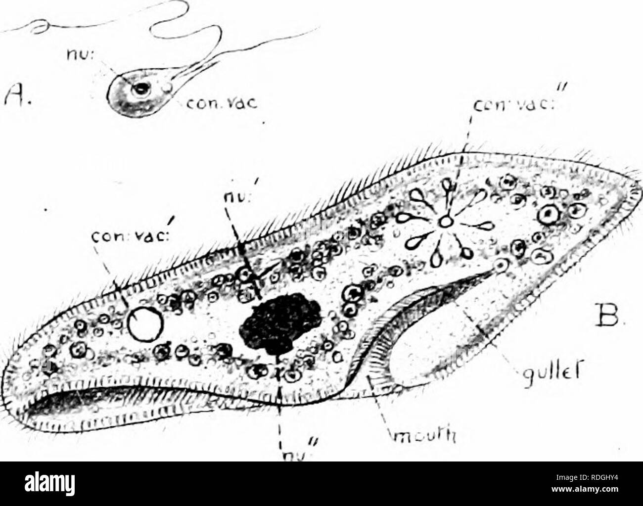 . Una introduzione alla zoologia, con indicazioni per il lavoro pratico (invertebrati). 12 INTRODUZIONE ALLA ZOOLOGIA Unicdluhir Furms ultkh possiedono le ciglia. Altri relntions dell'A7iioeb;ho adottato un più attivo dei mezzi di jn'oteetiiig stessi dalla dangei-, per invece di, o come pure un rivestimento protettivo, hanno sviluppato alcuni molto semplici organi di locomozione, costituito da filati delicati del protoplasma, noto come "Cilia" {dliurii, un occhio- rizza), che sporgono dalla superficie generale del corpo, e l)y la loro vibrazione rapida la propulsione di tutto il corpo in avanti nell'acqua.. Fig. 3.âJ, Foto Stock