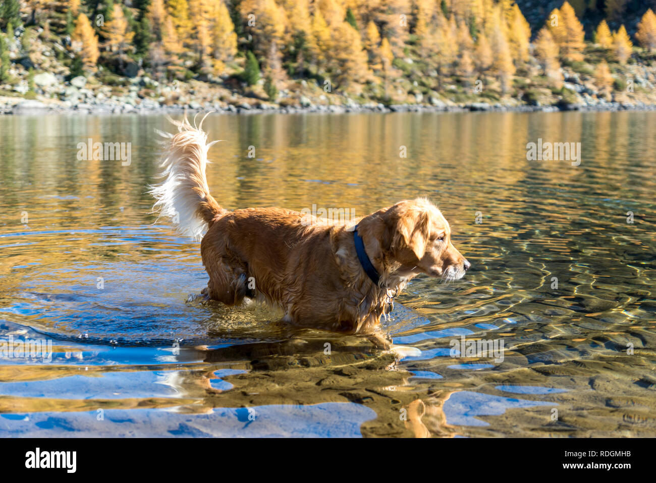 Il Golden Retriever Hund im Lagh da Val Viola, bassa Val Poschiavo, Schweiz Foto Stock