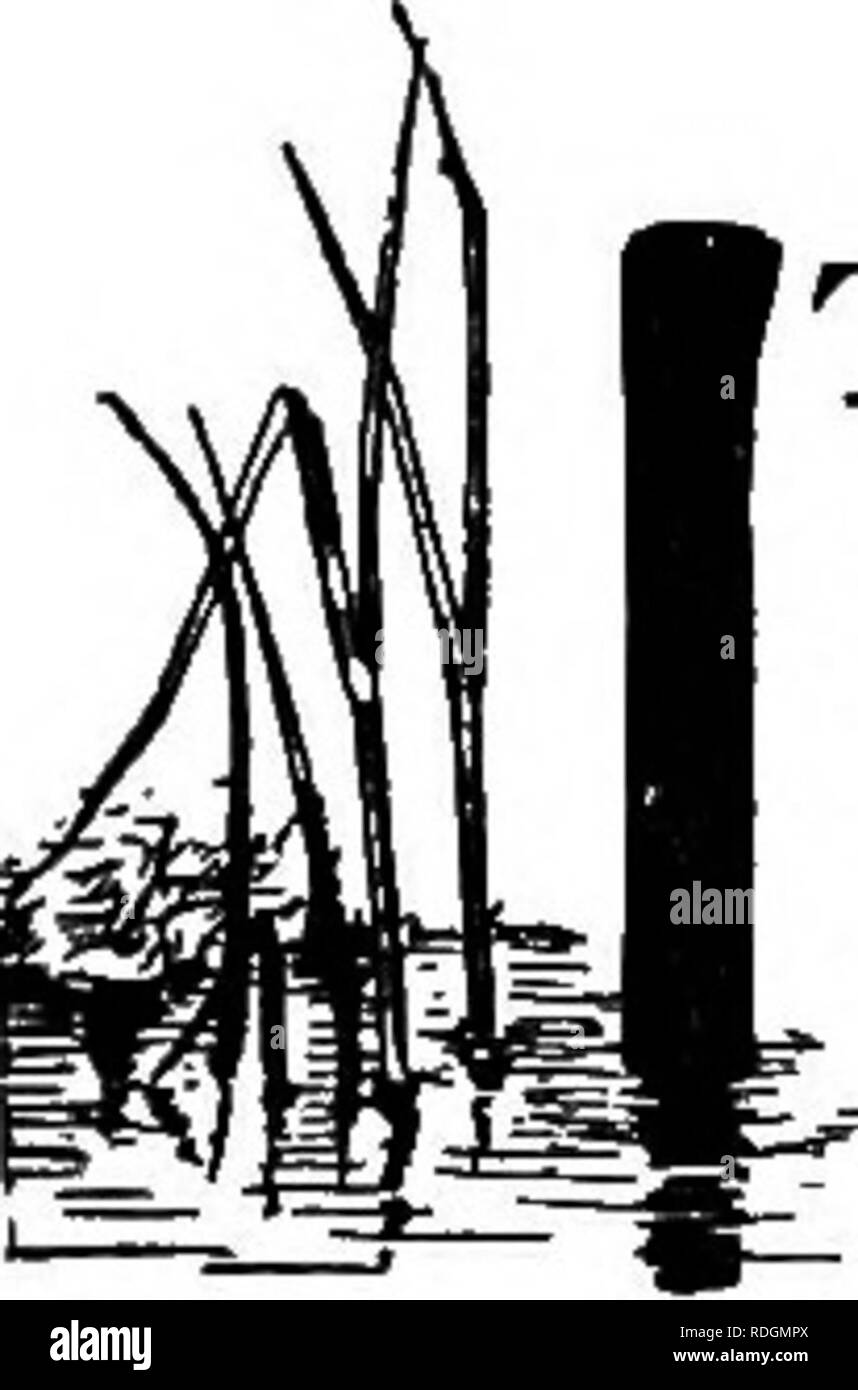 . Il libro di pet. Animali domestici. Il coccodrillo T è inutile dire che il coccodrillo è sicuro per un animale solo quando è abbastanza giovane. Infatti quando si è a meno di un anno di età, per poi raggiunge una lunghezza di diciotto pollici. Quando due anni è due piedi di lunghezza e troppo grande per un animale. Il bambino alligatore, portato a nord per un animale, è troppo spesso condannati a una morte precoce, per tutte le esigenze it il calore dei tropici a renderla comoda. Il pet alligator ha cominciato la vita come un uovo, non più grande di un uovo di gallina, ma un po' più a lungo. Questo uovo, con dai quaranta ai sessanta altri era prevista in un nido per il mo Foto Stock