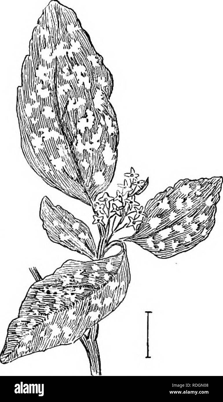 . Arbusti ornamentali degli Stati Uniti (Hardy, coltivati). Arbusti. 218 Descrizioni degli arbusti Aucuba jap6nica. Aucuba o giapponese Ladkel ' ' (349) è un arbusto sempreverde, con grande spessore opposto lucida dentellato e spesso of- gated foglie, coltivato nei paesi del Golfo (dove è ardito) per il fogliame e luminoso-seminò bacche che sono di colore rosso, bianco o giallo nelle diverse varietà. I fiori sono piccoli e poco appariscenti, in clus-. Fig. 349. -Aucuba.. Si prega di notare che queste immagini vengono estratte dalla pagina sottoposta a scansione di immagini che possono essere state migliorate digitalmente per la leggibilità - Foto Stock