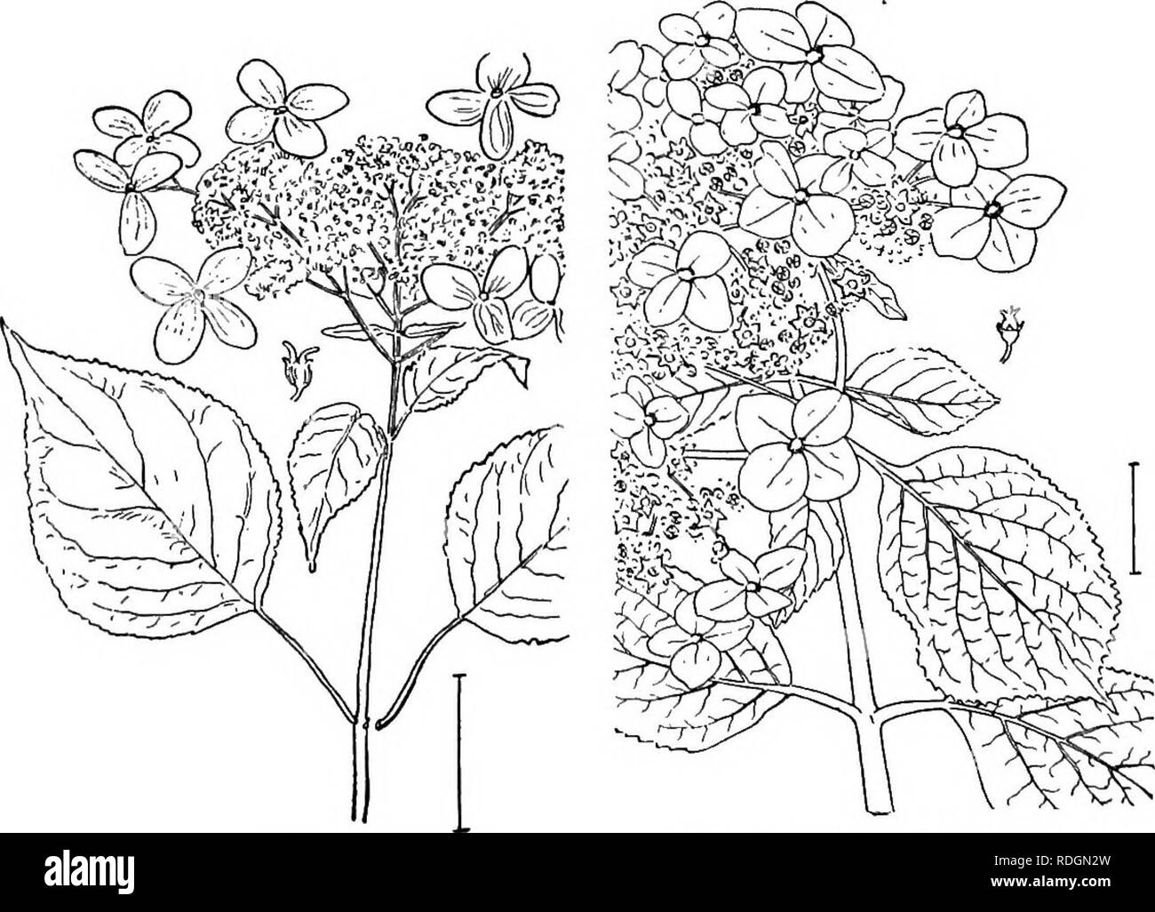 . Arbusti ornamentali degli Stati Uniti (Hardy, coltivati). Arbusti. Fig. 302. - Wild Hydrangea. Fig. 303. -Cuore-lasciava Wild Hydrangea.. Fig. 304. -Hydraugea grigio. Fig. 305. - Nepal Hydrangea.. Si prega di notare che queste immagini vengono estratte dalla pagina sottoposta a scansione di immagini che possono essere state migliorate digitalmente per la leggibilità - Colorazione e aspetto di queste illustrazioni potrebbero non perfettamente assomigliano al lavoro originale. Apgar, A. C. (Austin Craig), 1838-1908; Draycott, Ada (Apgar). New York, Cincinnati [etc] American Book Company Foto Stock