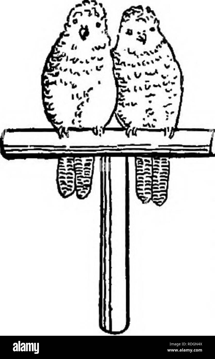 . Il libro di pet. Animali domestici. L'amore-UCCELLI 'ali poco membri del pappagallo famiglia hanno guadagnato il loro nome dalla devozione mostrata ai loro compagni. Una coppia si siedono strettamente affiancate sul pesce persico, guancia contro la guancia o spesso bill touch- ing bill per lunghi periodi di tempo. Come sempre, il loro amore non è ampia nel suo ambito di applicazione e non includere altri l'amore-uccelli, e soprattutto non di altre specie di uccelli, verso le quali essi agiscono più spitefully se dato opportimity. Il grigio- intitolata amore-bird proviene dal Madagascar ed è piuttosto ardito; è circa le dimensioni di un passero in inglese; il maschio essendo verde con una purp Foto Stock