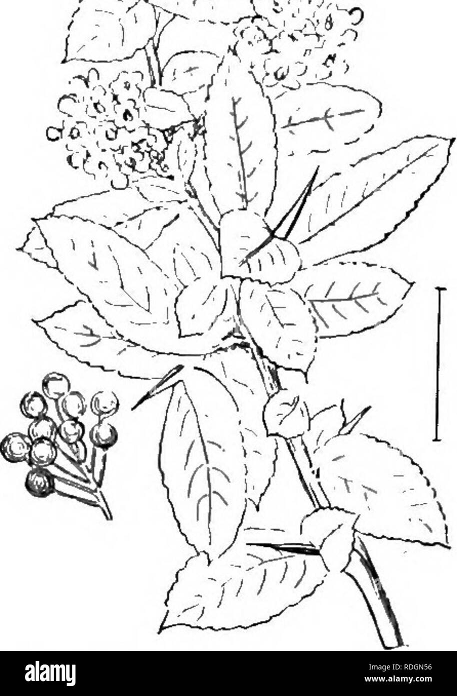 . Arbusti ornamentali degli Stati Uniti (Hardy, coltivati). Arbusti. Fig. 266. - A FRUTTO GROSSO Thorn. Fig. 267. - L'Evergreen Thorn. mele o apple-come frutti caratterizzano il genere. I fiori sono solitamente di colore bianco a volte di colore rosa o rosso, e sono in alcuni casi il doppio. Il frutto, tranne nella doppia forma è abbondante, è arrotondata, piccola e ribaltato con cospicui resti del calice. I più comuni biancospini in coltivazione sono due specie dall'Europa che sono venduti con un punteggio o più delle denominazioni varietali. Questi due sono molto simili e sono venduti principalmente sotto il nome unico di Esglish ha Foto Stock