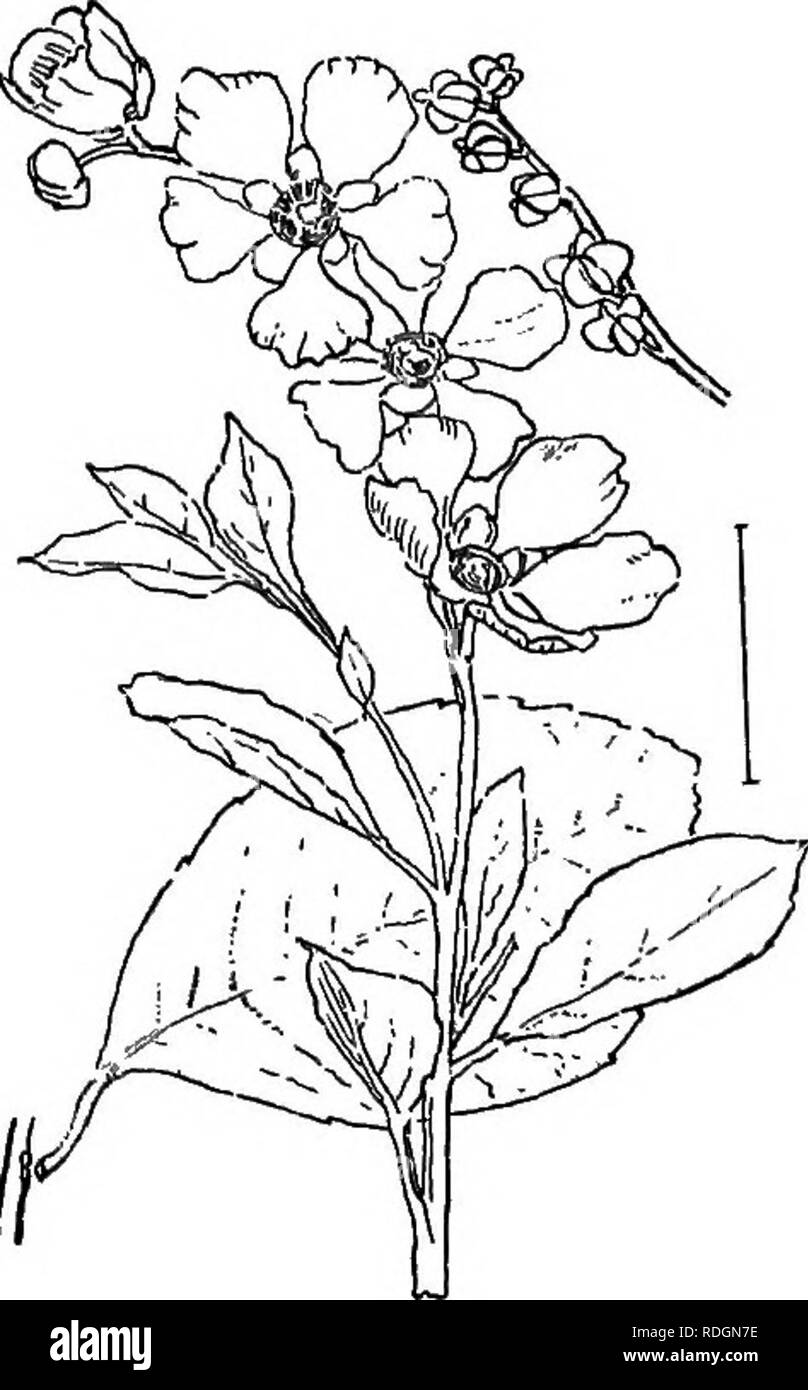 . Arbusti ornamentali degli Stati Uniti (Hardy, coltivati). Arbusti. EXOCHORDA 161 AsTiLBE-come ARUNcng (240) -Ariincus astilboides. Entrambi questi plantSj se poste dai botanici hi separare le famiglie, sono popolarmente e nei cataloghi chiamato Spireas. Il Arunous è strettamente correlata alla vera Splreas nella famiglia di rose, mentre il Astilbe è posto nella famiglia di Sassifraga. Le figure date permetterà al lettore di separare queste due erbe da ogni altro nonché per separare sia dal vero spi- reas. Il Aruncus è una pianta dioica, cioè la stami sono nei fiori di una pianta di un Foto Stock