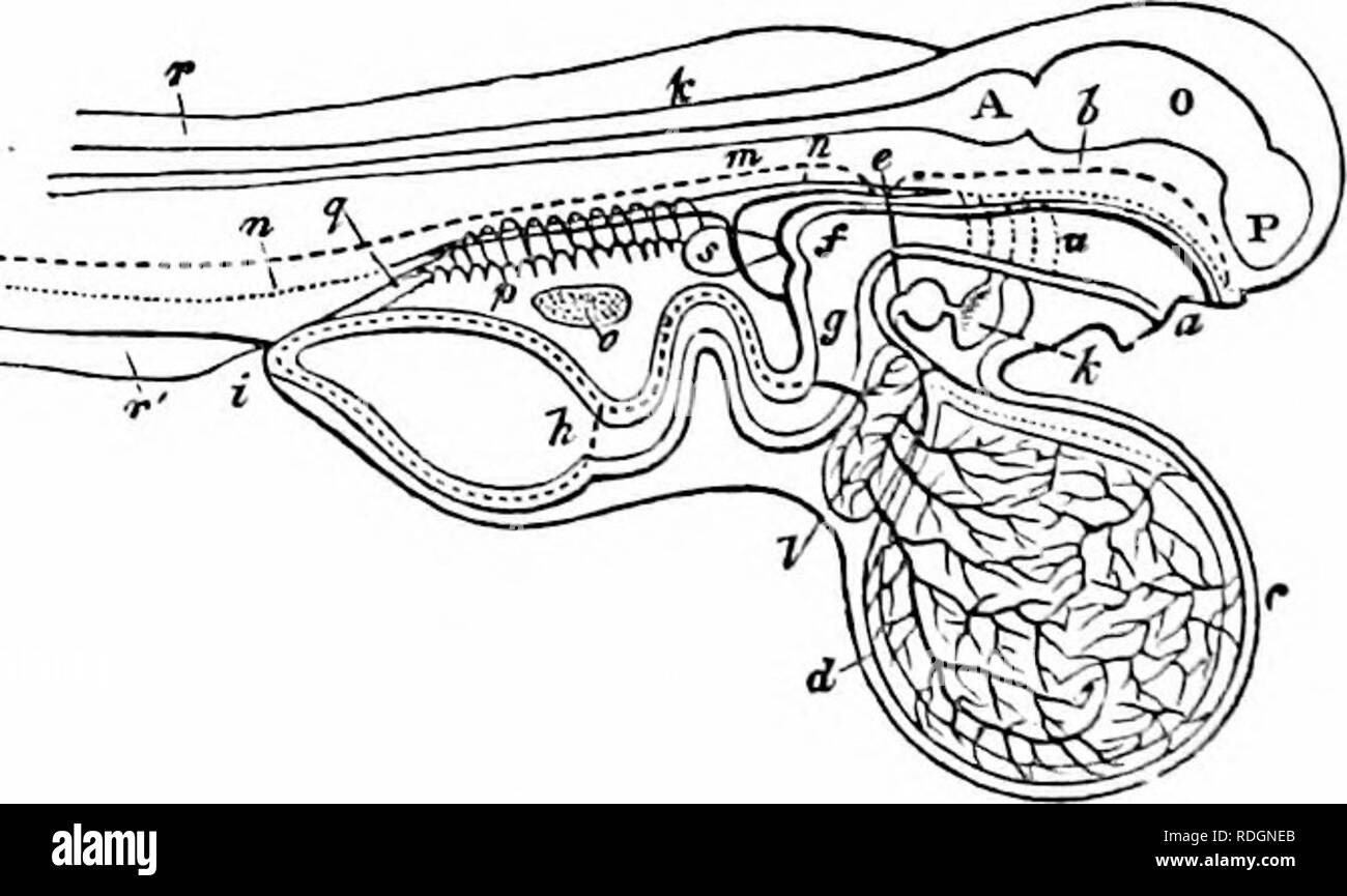 . Sull'anatomia dei vertebrati. Vertebrati, Anatomia, comparativo; 1866. 60G ANATOMIA DI VERTEBEATES. numeri e aumento delle dimensioni: e come il fitness della superficie vascolare per la respirazione diminuisce, lo sviluppo delle branchie progredisce. Le arcate brachiale appaiono, tre in rapida successo- sion, da dietro in avanti e brachiale tubercoli bud da loro come ordine. La bocca e il brachiale feritoie essendo ora aperta, gli archi si muovono rythmically, in modo da produrre brachiale correnti: il sangue è di colore giallognolo e i dischi iniziano a mostrare la piatta forma ovale. Come vitellicle diminuisce, la sua Foto Stock