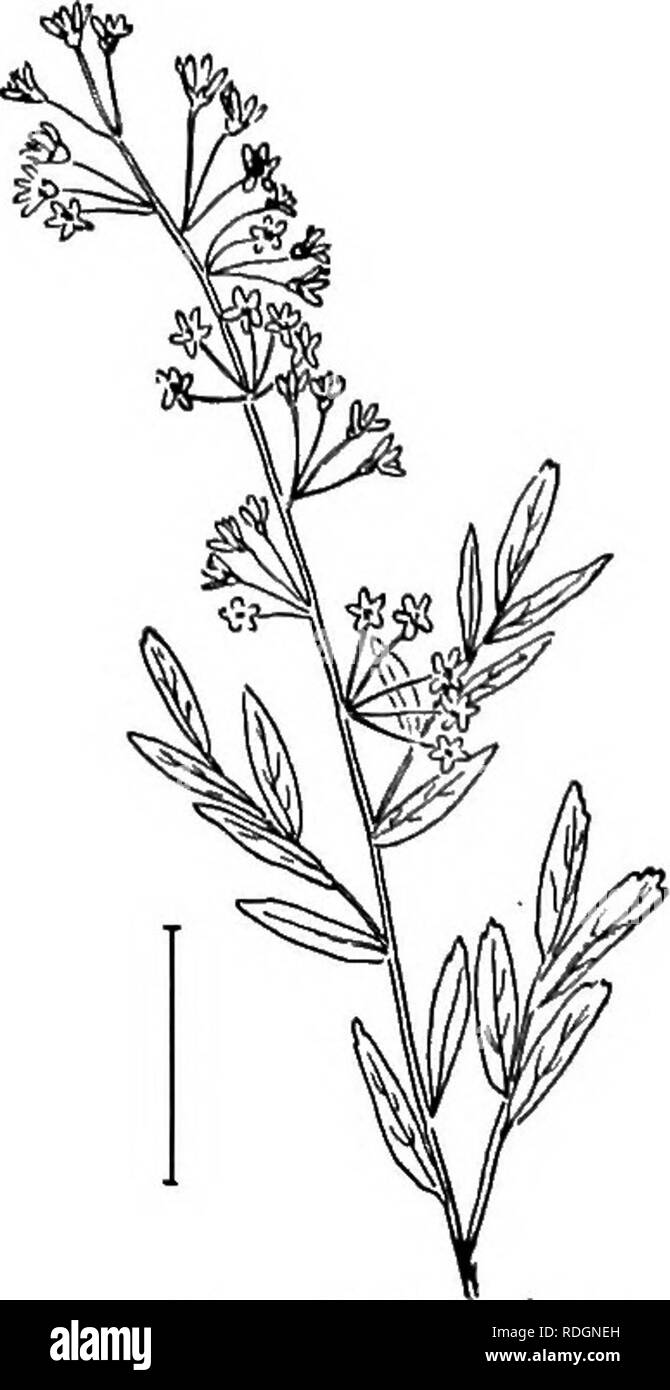 . Arbusti ornamentali degli Stati Uniti (Hardy, coltivati). Arbusti. Fig. 208.-ibrido ghirlanda di neve. Fig. 209. - Hyperieum-leaverl Spirea. hanno fiori bianchi e prunifolia è la specie più comuni, con fiori doppi. Le specie più comuni blooming a partire dalla fine di giugno fino a frost sono il rosa Bumd.lda e il crimson Bumalda Anthony W&amp;terer. [Sementi ; divisioni ; ventose.]. Si prega di notare che queste immagini vengono estratte dalla pagina sottoposta a scansione di immagini che possono essere state migliorate digitalmente per la leggibilità - Colorazione e aspetto di queste illustrazioni potrebbero non perfettamente assomigliano al lavoro originale. Ap Foto Stock