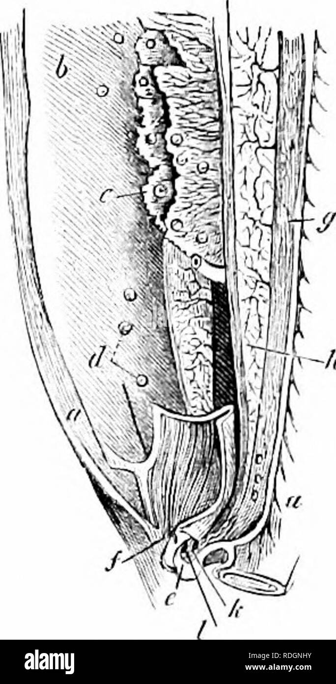 . Sull'anatomia dei vertebrati. Vertebrati, Anatomia, comparativo; 1866. Organi femmina di pesci. 571 381 prospetta una fessura che è l'uscita di un cieco sac, che si estende in avanti dal basamento della clasper, sotto i muscoli e la pelle ai lati della cloaca. La superficie interna della cavità è liscia e lubrificata da un fluido il muco: allegate superficie vascolare è riccamente fornito con navi, specialmente con le vene: in raggi un corpo ghiandolare aggiunge la sua secrezione a quella della superficie della cavità. § 107. Organi femmina di pesci.- Le gradazioni di struttura degli organi femmina Foto Stock