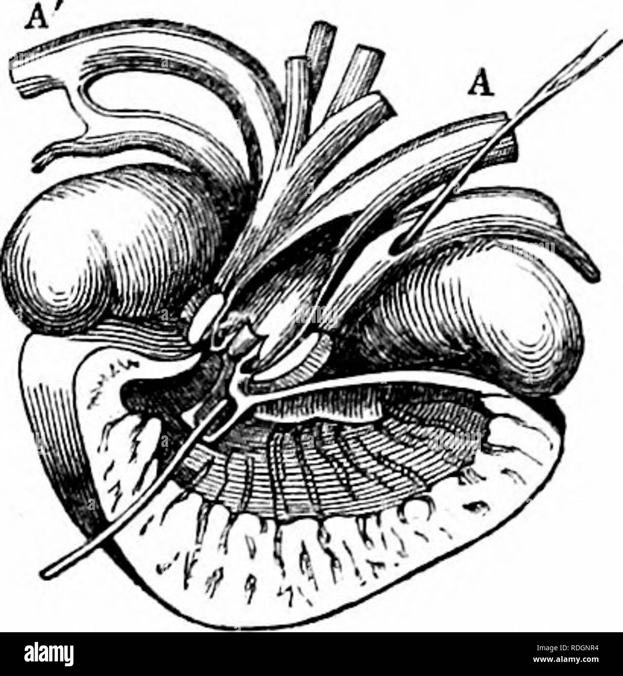 . Sull'anatomia dei vertebrati. Vertebrati, Anatomia, comparativo; 1866. 339 struttura del ventricolo, Etnyji europma. sxxviir. In tutte le precedenti modifiche del rettile cuore il sangue venoso dal sistema generale e il sangue arterialised dai polmoni sono trasmessi da distinti serbatoi di auricolare nel ventricolo dove, attraverso il carattere sjoongy del recipiente e la libera intercomunicazione tra il valore basale degli spazi in cui i padiglioni auricolari aperti e da cui le arterie procedere, il sangue viene trasmesso, in modo più o meno stato miscelato, ai polmoni e al gen. Foto Stock