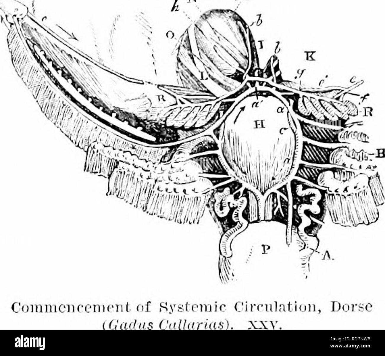 . Sull'anatomia dei vertebrati. Vertebrati, Anatomia, comparativo; 1866. Le branchie di pesci. 483 tniiik. In lo squalo il primo jiair staccarsi troppo vicino-etere da parte dorsale del ti-uiik: tlic arterie dell'ultima coppia rpiickl}' Liturcate, e quindi ciascuna delle cinque fessure brachiale riceve la sua arteria. Il Myxinoids offrono i casi eccezionali della biforcazione del tronco brachiale da una divisione verticale in due forcelle laterali, estese in una specie di vicino alla sua base: la Lepidosteus presenta ancora più raro esempio di tronco essendo schisi orizzontalmente in una parte superiore ed una inferiore Foto Stock