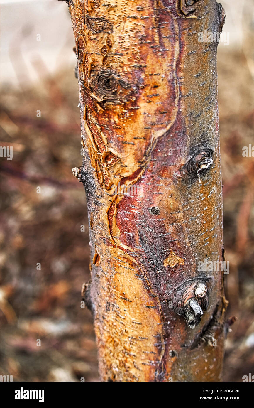 Primo piano di un sole scotti danni su un tronco di albero. Foto Stock