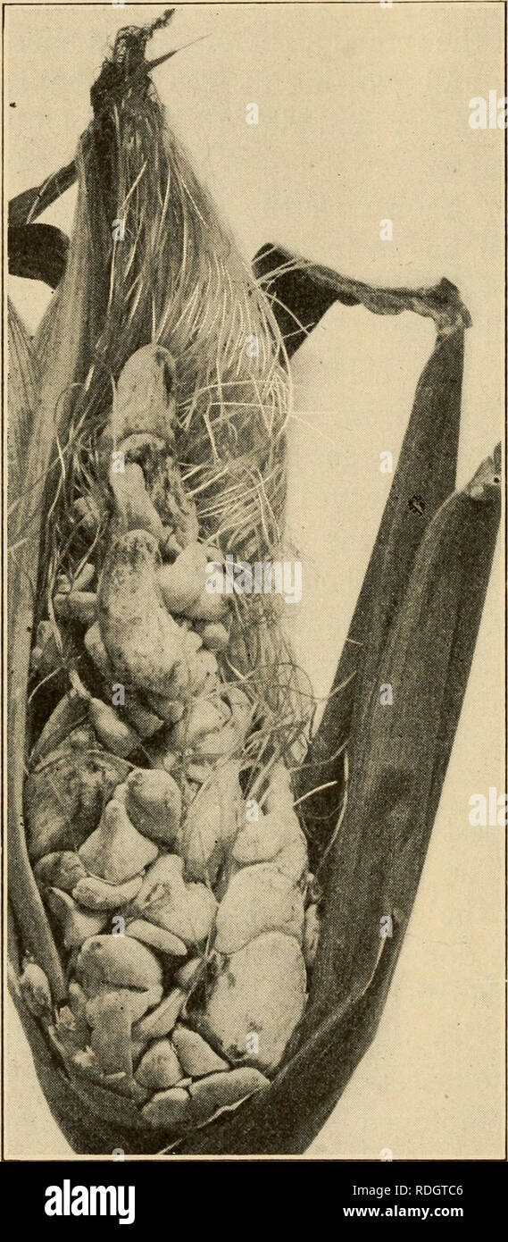 . Agricoltura efficace; un libro di testo per le scuole americane. L'agricoltura. 124 Agricoltura efficace essere sottoposti a fumigazione. Esso può essere posto in vasi poco profonde sulla sommità del mais o essere versata sulla pila, che deve essere coperto con un panno pesante e lasciato riposare per ventiquattro ore. Disolfuro di carbonio è molto infiammabile e tutti gli incendi devono essere tenuti a distanza durante la fumigazione. Insetti migratori nel mais. - Gli insetti migratori che talvolta danneggiare mais sono chinch-bug e l'esercito- worm. Essi possono spesso essere impedito di entrare in un campo di mais lanciando due solchi insieme circa il campo e mantenendo in th Foto Stock