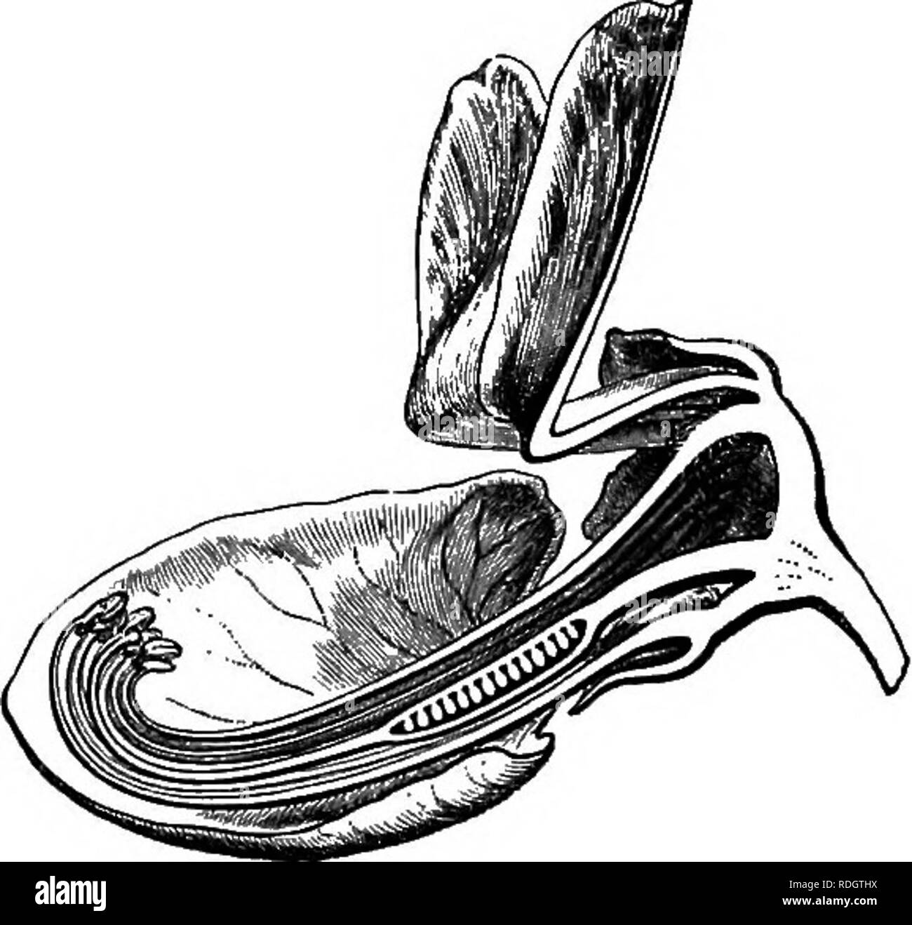 . La storia naturale delle piante. La botanica. La Fia. 87. L'INFIORESCENZA. Pia. 88. Sezione longitudinale del fiore (^). I fiori dell'albero di Giuda (Cercis,^ Fr., Gamier; figg. 87-91) 151.âLiNDi., Introd. Al Bot., 78, fig. 35.â A. ricco., Mem., ed. 9, i. 85.âDuch., mamma, â 166, fig. 77.âNktto (L.), in Ann. Sc. Nat., s^r. 4, XX. 177; in Compt. Mend. Acad. Sc, 14 mai 1866. ' H. Bit., in Adansonia, vi. 188, t. 2 (nee B. H.).âSandeircea Welw., ex B. H., &amp;en., 577, 1003, n. 335.âOlit., Fl. Trappola. Afr., ii. 284. 2 H. Bn., loc. eit., 229.âBeitth., in trans. Linn. Soc, XXV. 30, t. 40. Nonostante la data prin Foto Stock