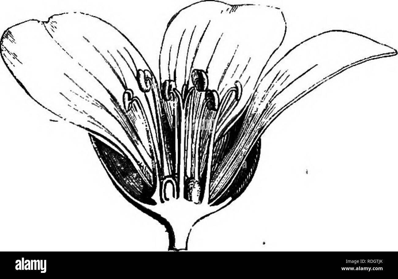 . La storia naturale delle piante. La botanica. GBEANIACE^. 21 petali con, breve claw contorte in preefloration. Il androceum è formata di due verticils di cinque hypogynous libera stami. Quelli super- poste a sepali hanno un filamento più arredate al di fuori della sua base con una breve scala ghiandolare. Le antere sono due-celled, introrse, Flarkea (Limnanthes) Souglasii.. Fig. 53. Carpel maturi (f). Kg. 52. Lungo. setta, del fiore (|). Fig. 54. Lungo. setta, di carpel. FlcerJcea (lAmnanthes) Douglasii. dehiscing da due fessure longitudinali, riflessi e decisamente extrorse dopo antesi. Il gynseceum è per Foto Stock