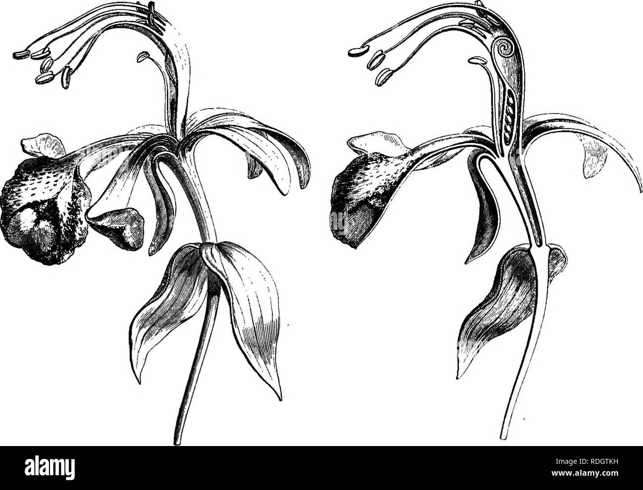 . La storia naturale delle piante. La botanica. LE0UMIN08JE- O^SALPINIEJE. 93 Questo contenitore supporta un calice di quattro sepali embricati nel bud (fig. 67). Il sepalo posteriore rappresenta davvero due del vero Calice- foglie, essendo inserita a destra sotto il petalo vexillary, che è alto- gether coperti dai due petali laterali sul nascere. I due petali anteriore rimangono spesso rudimentali. Il androceum, anche inserito nella bocca del tubo receptacular, consiste di dieci stami diadelphous.. Fi&amp;. 65. Fiore (i). Pia. 66. Sezione longitudinale del fiore. I nove antero sono uniti al di sotto in un Foto Stock