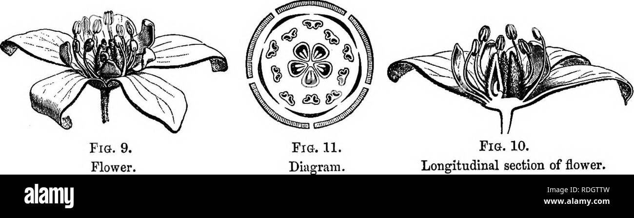 . La storia naturale delle piante. La botanica. 6 EISTOBY naturale delle piante. una variabile prsefloration. Così in C. glabra^ sono valvate, o può addirittura non toccare a tutti i loro bordi in molto giovane bud (fig. 11). In altre specie, come C.femginea^ sono strettamente embricata, o più raramente contorte. Il androceum consiste di dieci stami, cinque sovrapposto al sepali, e cinque più piccolo per i petali; per una breve distanza sono tutti uniti per la base dei loro filamenti, che poi diventano liberi, e recare un introrse due-celled antera dehiscing longitudinalmente.' sull'espansione del flowe Foto Stock . La storia naturale delle piante. La botanica. 6 EISTOBY naturale delle piante. una variabile prsefloration. Così in C. glabra^ sono valvate, o può addirittura non toccare a tutti i loro bordi in molto giovane bud (fig. 11). In altre specie, come C.femginea^ sono strettamente embricata, o più raramente contorte. Il androceum consiste di dieci stami, cinque sovrapposto al sepali, e cinque più piccolo per i petali; per una breve distanza sono tutti uniti per la base dei loro filamenti, che poi diventano liberi, e recare un introrse due-celled antera dehiscing longitudinalmente.' sull'espansione del flowe Foto Stock