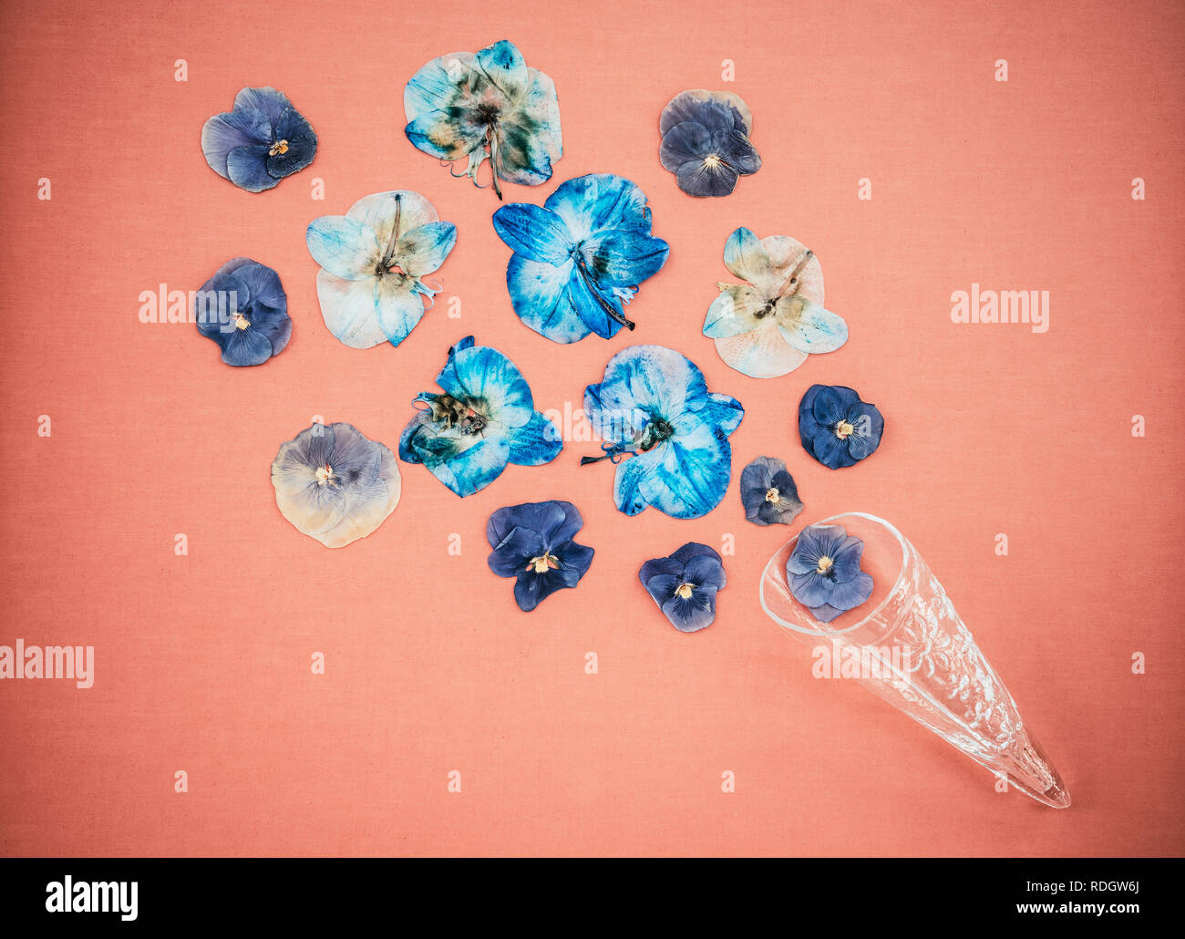 Pansies blu in un cono di vetro, sulla tela di pesche sfondo. Erbario floreali. Foto Stock