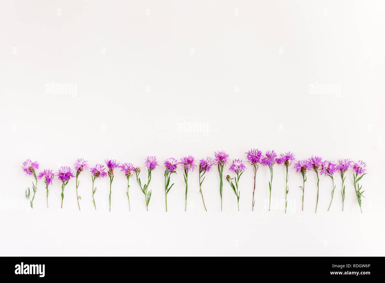 Fila di viola selvatica cornflowers su sfondo bianco. Foto Stock