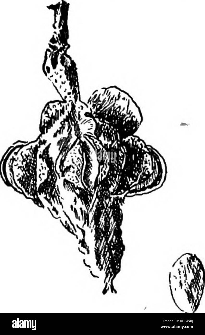 . I nostri alberi nativi e di come identificarli; un famoso studio delle loro abitudini e le loro peculiarità. Alberi. Ramo di fioritura di cetriolo-tree, Magnolia acuminati. Un tale albero avente i suoi rami ribaltato con frutta rosa pre- sents in settembre un unico e appariscente. Lo spruzzo del cetriolo, come quello di tutti i grandi-lasciato alberi, è grossolana. L'effetto del fogliame è tuttavia singu- larly ammenda, per le foglie sono di un chiaro verde brillante, disposti alternativamente lungo il ramo e breve petioled, in modo che esse possano avere un po' di movimento indipendente, e il ramo oscilla come un â tutto quando si sposta Foto Stock