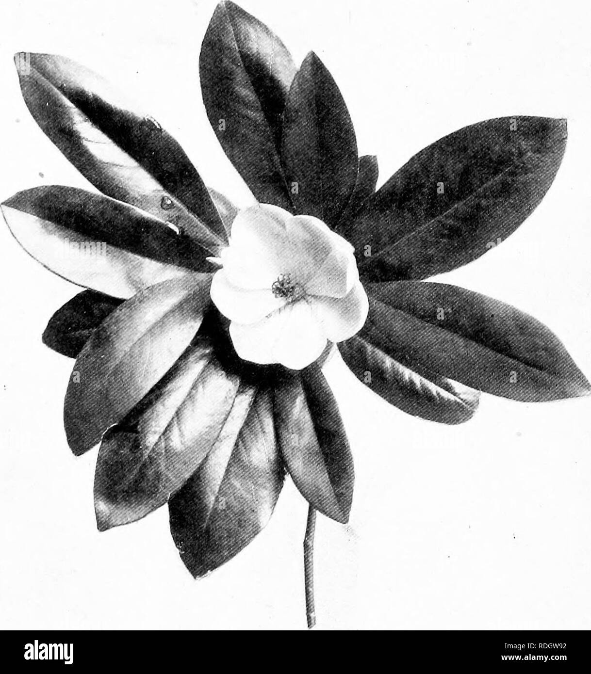 . I nostri alberi nativi e di come identificarli; un famoso studio delle loro abitudini e le loro peculiarità. Alberi. Spray di fioritura della palude Magnolia, Magnolia Glauca. Lascia 4' a t/ lungo, ij4' al 2%' ampio. Fiori 2' a 3' attraverso.. Si prega di notare che queste immagini vengono estratte dalla pagina sottoposta a scansione di immagini che possono essere state migliorate digitalmente per la leggibilità - Colorazione e aspetto di queste illustrazioni potrebbero non perfettamente assomigliano al lavoro originale. Keeler, Harriet L. (Harriet Louise), 1846-1921. New York, C. Scribner i figli Foto Stock