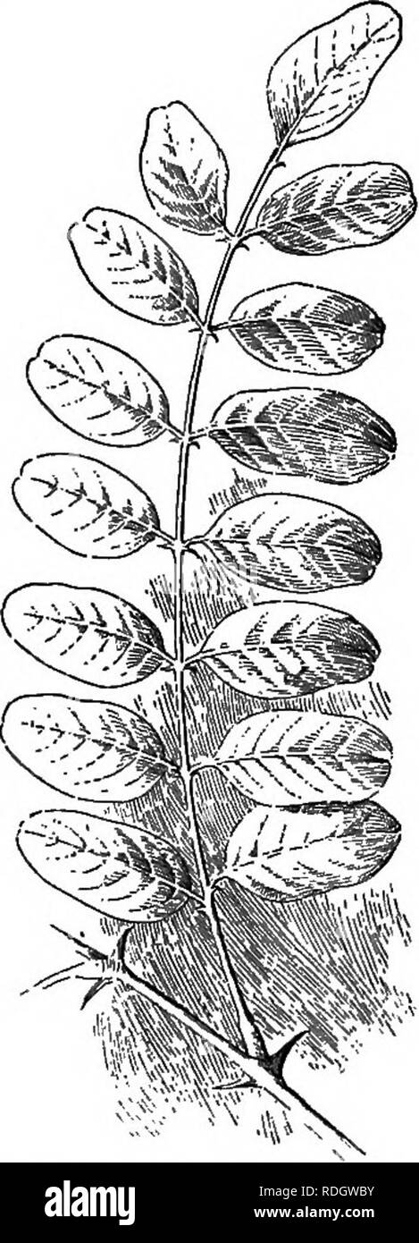 . Fondamenti di botanica. La botanica; Botanica. 138 FOTINDATIONS DI BOTAIIY (in palmately venata di foglie) o il controfiletto (in pinnately quelli venato). Tale divisa foglie sono mostrati nelle Figg. 96 e 9T. In ancora altre foglie, noto come composto di foglie, il picciolo, come mostrato in Fig. 102 (palmately composto), o il controfiletto, come mostrato in Fig. 103 (pinr- nately composto), orsi che cosa guardare da separare foglie. Questi differiscono nella loro natura e modalità di origine dalle porzioni della lama di una divisa in foglia. Uno dei risultati di questo dif- ference appare nel fatto che un po' di tempo prima di tutta la foglia è pronto a fal Foto Stock