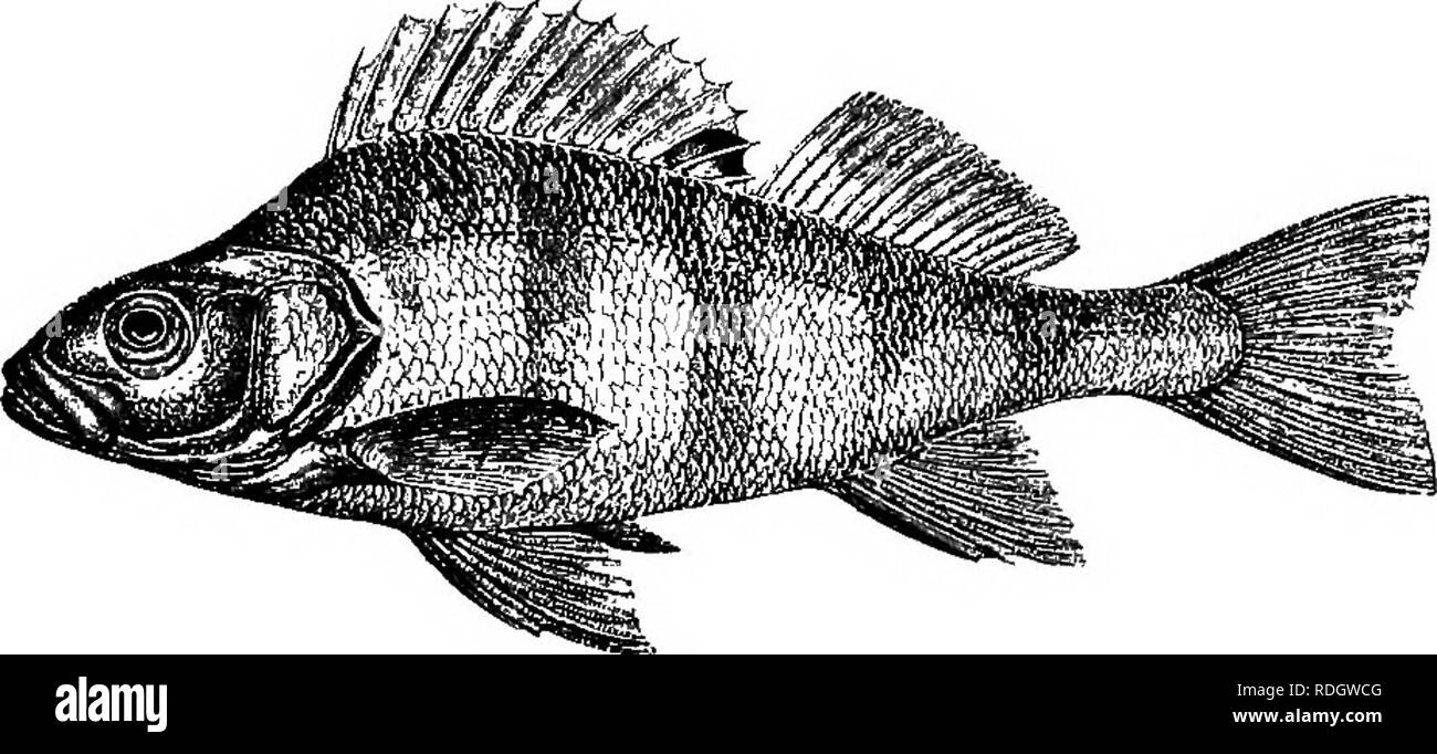 . Di fresco-acqua aquaria: la loro costruzione, la disposizione e la gestione, con informazioni complete per quanto riguarda l'acqua migliore-impianti e scorte vive per essere mantenuto come e dove ottenere loro e su come mantenerle in salute. Acquari. 136 FEESH-WATEE AQUAEIA. ben teso a fianco a fianco in tutta la parte superiore della parte di serbatoio in cui la divisione è desiderato. Se l'acquario è fatta di ardesia, il filo viene fissato al ferro da stiro viti; se di zinco, tramite piccoli fori realizzati nel quadro; se è di legno, a quattro piccoli vite-occhi collocati nel cross-bar. Tre o più pezzi di vetro sul peccato di larghezza e lunghezza o Foto Stock . Di fresco-acqua aquaria: la loro costruzione, la disposizione e la gestione, con informazioni complete per quanto riguarda l'acqua migliore-impianti e scorte vive per essere mantenuto come e dove ottenere loro e su come mantenerle in salute. Acquari. 136 FEESH-WATEE AQUAEIA. ben teso a fianco a fianco in tutta la parte superiore della parte di serbatoio in cui la divisione è desiderato. Se l'acquario è fatta di ardesia, il filo viene fissato al ferro da stiro viti; se di zinco, tramite piccoli fori realizzati nel quadro; se è di legno, a quattro piccoli vite-occhi collocati nel cross-bar. Tre o più pezzi di vetro sul peccato di larghezza e lunghezza o Foto Stock