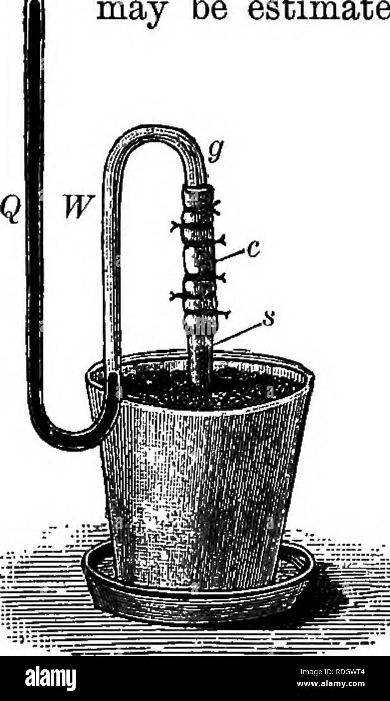. Elementi di botanica. La botanica; Botanica. KOOTS. 37 copre la superficie interna della parete cellulare della radice dei capelli. Quando lo studente ha imparato come attiva una sostanza proto- plasm spesso dimostra di essere, egli non sarà stupito di trovare si comporta quasi come se fosse in possesso di intelligenza mi da cella a cella, una radice-peli è costretto stelo, appena come il tubo mostrato in con cui la up- può essere stimato e. Viaggiando in azione osmotica corrente di acqua derivata dall'alto attraverso le radici e nel contenuto dell'uovo è stato costretto in Mg. 21. 56. Pressione di avvio. - La forza ward Foto Stock