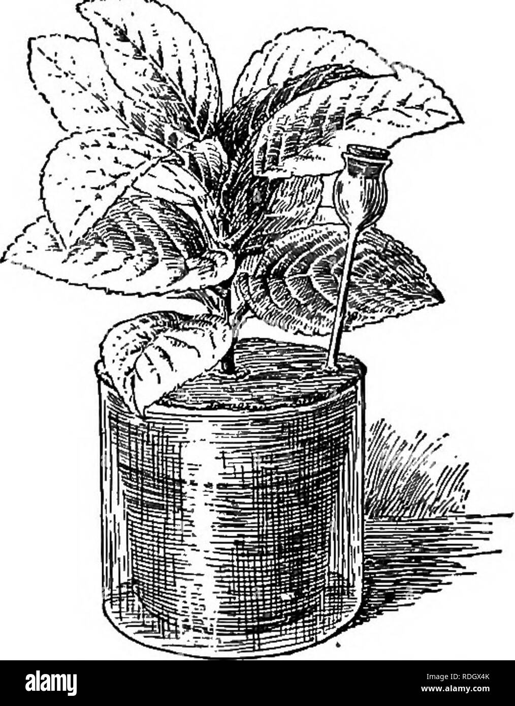 . In laboratorio e sul campo manuale di botanica. La botanica. :62 la struttura e la Fisiologia delle piante a semi trasferimento di ogni impianto ad una batteria di vetro vasetto di dimensione adatta. Coprire il recipiente con un pezzo di lamiera sottile filo, fessura di ammettere lo stelo della pianta, invertire la giara e sigillare il filo di vetro con una miscela calda di cera d'api e colofonia. Sigillare la fessura e l'apertura circa lo stelo con la cera di aggraffaggio.i a thistle tubo, come è usato da parte di farmacisti, è anche quello di essere inserito, come illustrato nel rig. 5. La bocca di questo può essere mantenuta corked quando il tubo non è in uso per irrigazione. Acqua ogni pianta moderatamente e pesare Foto Stock . In laboratorio e sul campo manuale di botanica. La botanica. :62 la struttura e la Fisiologia delle piante a semi trasferimento di ogni impianto ad una batteria di vetro vasetto di dimensione adatta. Coprire il recipiente con un pezzo di lamiera sottile filo, fessura di ammettere lo stelo della pianta, invertire la giara e sigillare il filo di vetro con una miscela calda di cera d'api e colofonia. Sigillare la fessura e l'apertura circa lo stelo con la cera di aggraffaggio.i a thistle tubo, come è usato da parte di farmacisti, è anche quello di essere inserito, come illustrato nel rig. 5. La bocca di questo può essere mantenuta corked quando il tubo non è in uso per irrigazione. Acqua ogni pianta moderatamente e pesare Foto Stock