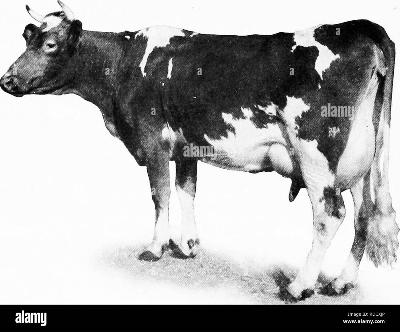 . Manuale di animali da fattoria; una guida pratica per la scelta, l'allevamento e mantenere dei cavalli, bovini, ovini e suini. Industria animale; cavalli; bestiame, ovini e suini. 192 Manuale di animali da fattoria ularly nella zona delle spalle e del dorso, la groppa, e circa la coda, luoghi probabilmente prima di mostrare il grasso tra gli animali che possiede una tale tendenza. Mentre questa è la forma normalmente. Fig. 68.-^Guernsey Cow "Dolly concavità." discende da Yeoman. Lei ha dato 18,459 libbre di latte contenente 907 libbre di grasso. Mondiali di record per la razza. Allevati e di proprietà di F. L. Ames, North Easton, messa. Il Guern Foto Stock