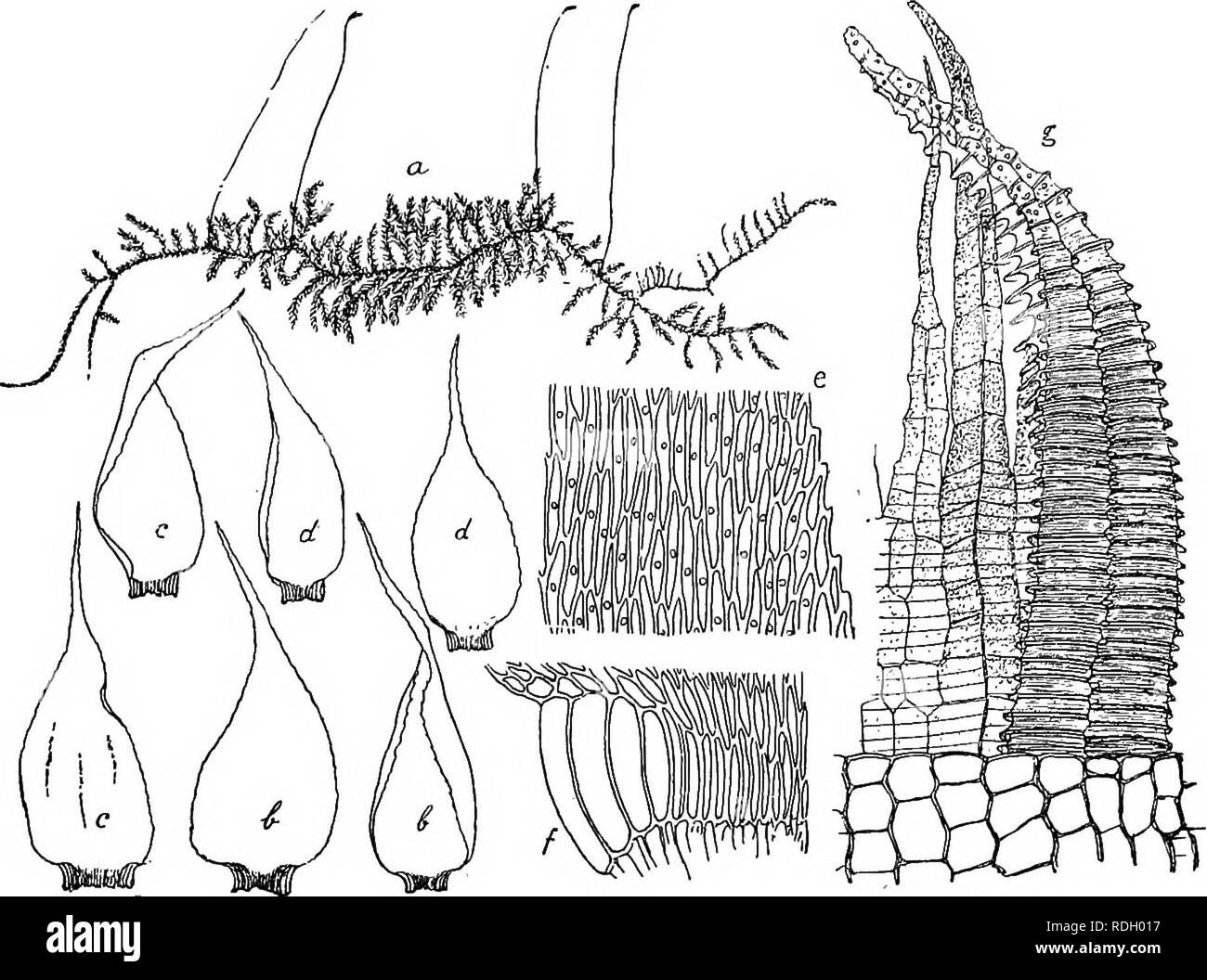 . Flore de Buitenzorg. La botanica. 1333 meist gedrehte Spitze gesagt, flach oder stellenweise etwas eingebogen. Blattzellen derbwandig, schwach gettipfelt, rhomboidisch-elliptisch, in der Blattmitte mehr oder weniger gestreckt, 5-6 ^m. breit und 5-10 mal così lang, gegen die Blatt- rander und die Spitze kiirzer, veloce ovale, uber den Alarzellen klein, schief rhomboidisch; aufder Mitte des dorsale Lumen Fig. 216.. Acanihorrhynchium papillatum (Hakv.) Flsch. a. Habitasbild (nat. Grosse). b. Stengelblatter Y- c. Astblatter V- d. Ober- und unterseitige Astblattei e. Ho Blattzellen|S. f. Ip Alarzellen. g. P Foto Stock