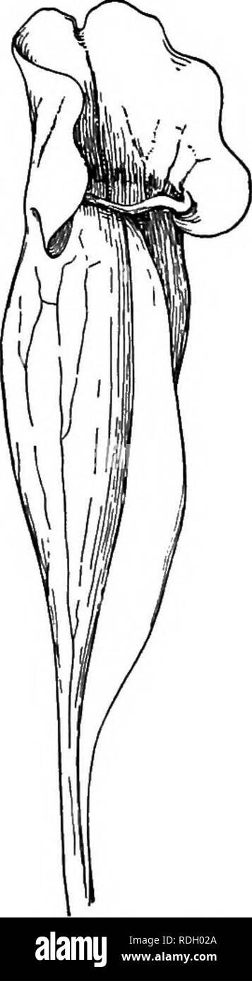 . Un libro di botanica per scuole e università ... La botanica. 6i8 ecologia oltre alle varie specie di Vroscra, altri membri della stessa famiglia, come Drosophyllum, hanno irritabile peli ghiandolari. Due dei più notevoli generi sono Aldrovanda Dionaea e che sono sensibili lame di balestra che chiudono improvvisamente quando irritato e impedire la fuga di scendere insetti (figg. 657-659). Im- patto sulla rigida parte esterna di alcuni peli viene percepita da cellule delicate sotto e trasmesso alla regione in cui il movimento è effettuata. La secrezione di fluidi digerenti, e successiva digestione Foto Stock