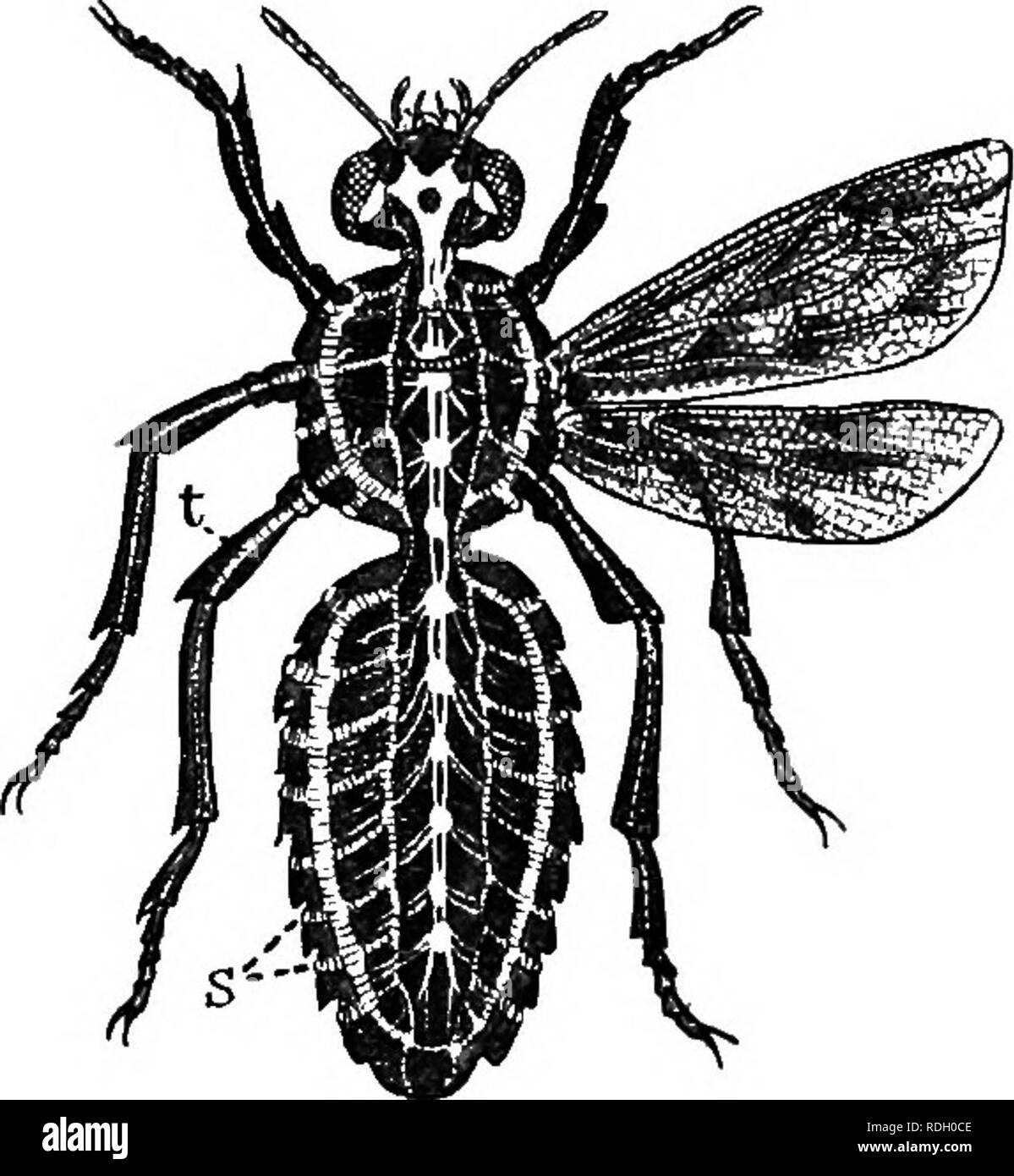. Una introduzione alla zoologia, con indicazioni per il lavoro pratico (invertebrati). CHAPTEE XIV AETHEOPODA (continua) Classe IV. : INSECTA insetti condividere con gli uccelli il dominio dell'aria, i caratteri. ^^^ la loro struttura adulta è specificamente adattata a questa vita dell'antenna. Allo stesso tempo essi subiscono metamorfosi nel loro sviluppo e le larve sono molto variate nella loro vita, alcuni essendo adattati alla vita acquatica, come Caddis Larva; gli altri alla vita metropolitana, come il grub cockchafer; altri, come i bruchi, ad una vita al di sopra del suolo ma al riparo dalla vegetazione; e infine ci sono thos Foto Stock
