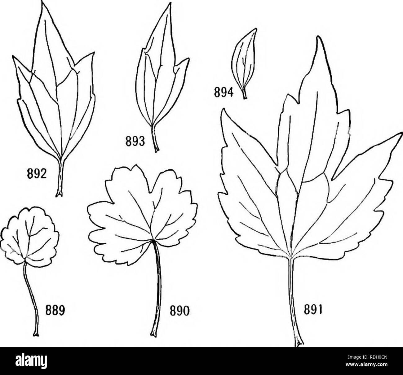 . Un libro di botanica per scuole e università ... La botanica. 6o6 ecologia sottili foglie rosette sono più divisa che sono i piccoli, 1 hick, stelo lascia. In Cytisus scoparius il trilobata lõvi^er foglie sono seguiti da semplici (o più correttamente, uno-lobate) foglie, notevolmente ridotta nelle dimensioni e nel Giappone ivy foglie inferiori sono tre-parted, mentre le foglie superiori sono semplici (anche se con simili palmate venatura) e spesso grandi come o anche più grandi di quelle di seguito (figg. 887, 888). In Leonurus cardiaca il gambo intermedio foglie sono più divisa che sono quelli di seguito o. Figg. 889-89 Foto Stock