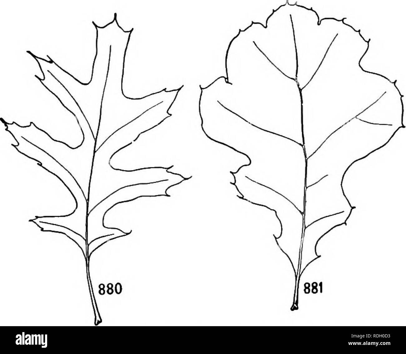 . Un libro di botanica per scuole e università ... La botanica. Figg. 876-879. - Variazione di foglia in Geum virginianum ; 876, una foglia basale da un inverno rosette; 877, una foglia superiore da un inverno rosette; 878, una foglia dalla parte inferiore di un gambo; 879, una foglia dalla parte superiore di un gambo. risultante in dorsiventral allargamento, mentre nel mesoph3ftic foglia, sur- faccia risultati allargamento dall'esteso sviluppo laterale delle singole cellule sup- plemented alcuni- volte da un aumentato numero di cell divi- tanze perpendicolare alla superficie. Variazione del contorno di foglie di piante terrestri.-La Foto Stock