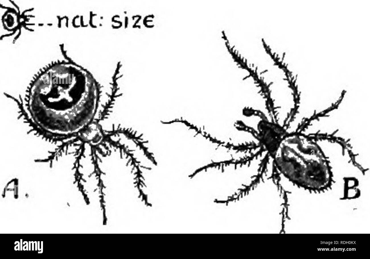 . Una introduzione alla zoologia, con indicazioni per il lavoro pratico (invertebrati). 192 introduzione alla zoologia casi un foglio orizzontale di fili è formata con un allentamento net- Lavoro di thread in boccole al di sopra di esso; insetti ottenere caTight in rete e cadere nel web, al di sotto del quale il ragno di solito è appeso in attesa per loro. Tali semplici lacci sono per essere visto a volte distribuiti su gorse boccole o sulle basse siepi. Uno molto minuto " Linea-weaver " {Theridion pallens) -ncLt: dimensioni. Fig. 122.-Theridimi pallens. Uova di bozzoli. Fig. 123.-Tlieridiun pallens. Un, Femmina ; B, maschio. costrut Foto Stock