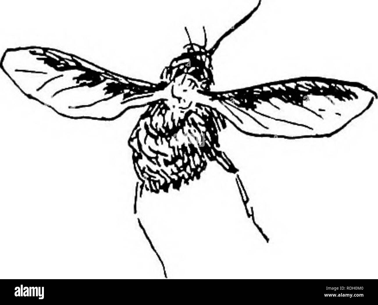 . Che cosa è istinto? Alcuni pensieri su telepatia e subconsciousness negli animali. L'istinto. Ala di uccello.. BOMBYLIUS (DIPTEROUS FLY). [Pagina a fronte f. Si prega di notare che queste immagini vengono estratte dalla pagina sottoposta a scansione di immagini che possono essere state migliorate digitalmente per la leggibilità - Colorazione e aspetto di queste illustrazioni potrebbero non perfettamente assomigliano al lavoro originale. Newland, C. Bingham. New York, F. A. Stokes Co Foto Stock