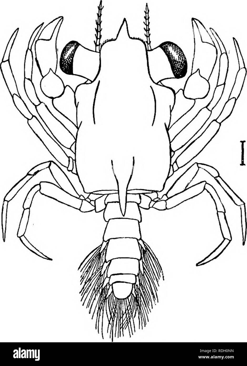 . Un libro di testo in generale zoologia. Zoologia. FlQ. 79. - Megalops di un granchio. Fig. 78. - Zoea di un granchio. il granchio per adulti. Infine la forma, megalops, cambia gradualmente, mediante ulteriori molts, nell'adulto granchio. Il comune di granchio blu, si trova lungo la costa atlantica da Cape Cod a sud e io nel Golfo, è il nostro più importante del granchio di mare. Il cosiddetto " soft-decorticati " I granchi sono semplicemente i granchi blu che vengono catturati subito dopo hanno gettato theoldhardskin. Il corpo viene poi morbido e la carne è considerata una grande dehcacy.. Si prega di notare che queste immagini vengono estratte dalla pagina sottoposta a scansione immagini th Foto Stock