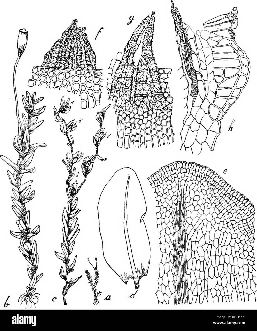 . Flore de Buitenzorg. La botanica. 473 glatt, duunwandig, an der base sehr locker, meist langsgestreckt esagonale, 1:2 - 1:4 (an der inserimento rotlich), nach oben zu allmahlich kurzer, rhomboidisch und von der Rippe aus in divergenten Reihen nach dem zu Rande ausstrah- Kg. 87.. Splachnohryum Geheehii Fl. 14. Habitusbild (natiirl. Grosse). b. Desgl. i; u. rf Pflanze J. d. Stengelblatt i°. K. Blattspitze 1±S.. f. Peristom gesehen dorsale, mit Membran veiblndender l£f. g. Desgl. gesehen ventrale J-ii. h. Langsschnitt mit gekammerteti" Zahnen -SAS. prestare, an der Spitze quadratisch veloce, 9-12 (i, diam. Foto Stock