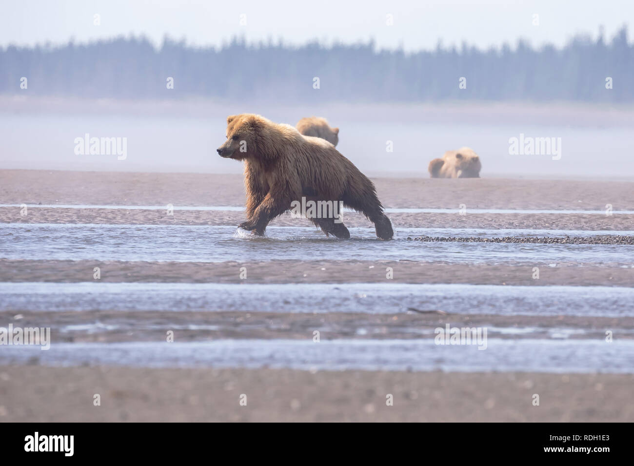 L'orso bruno (Ursus arctos) sow e due secondo anno cubs sul tidal flats in Il Parco Nazionale del Lago Clark, Alaska Foto Stock