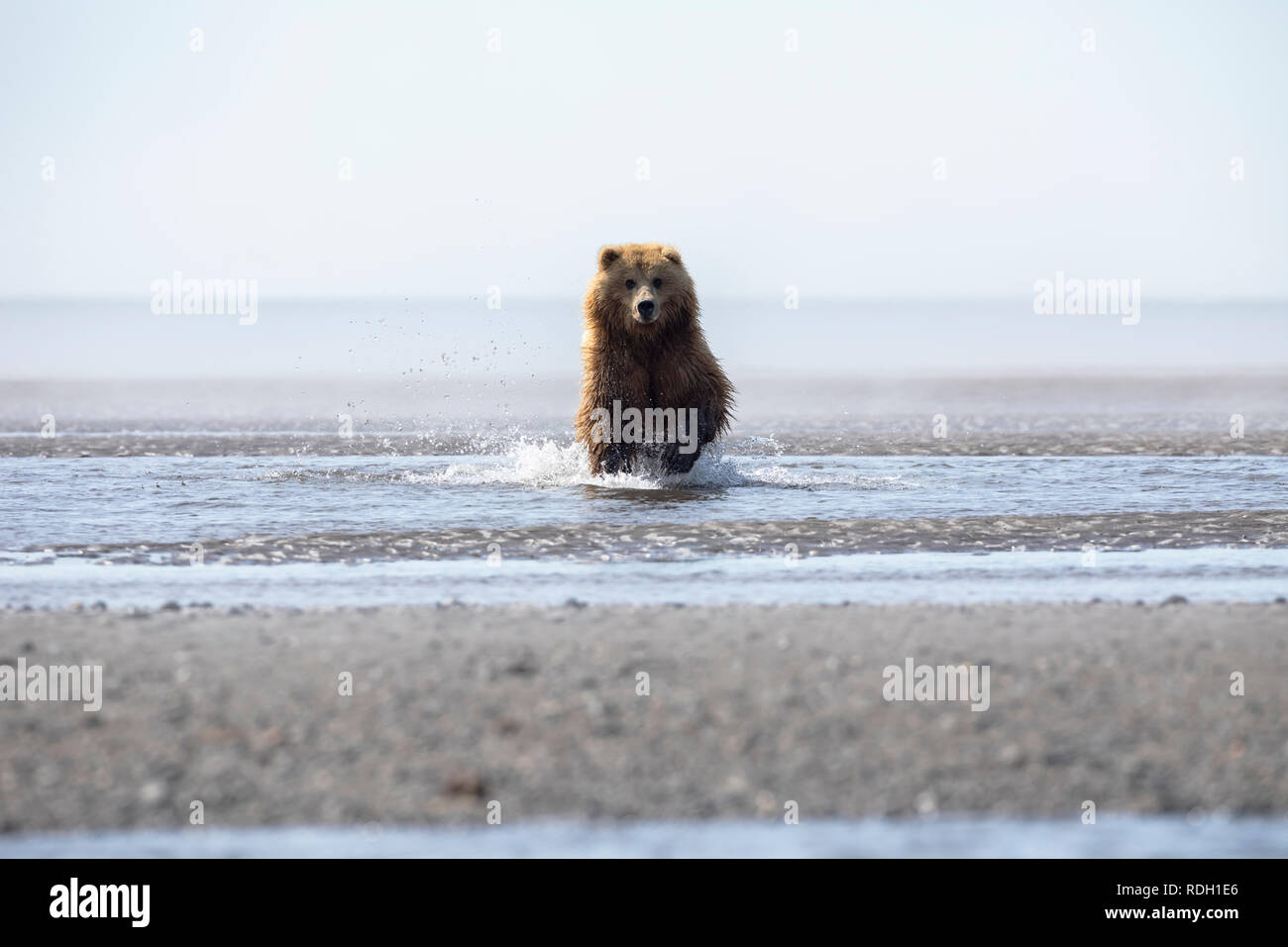 L'orso bruno (Ursus arctos) seminare in esecuzione sul tidal flats in Il Parco Nazionale del Lago Clark, Alaska Foto Stock