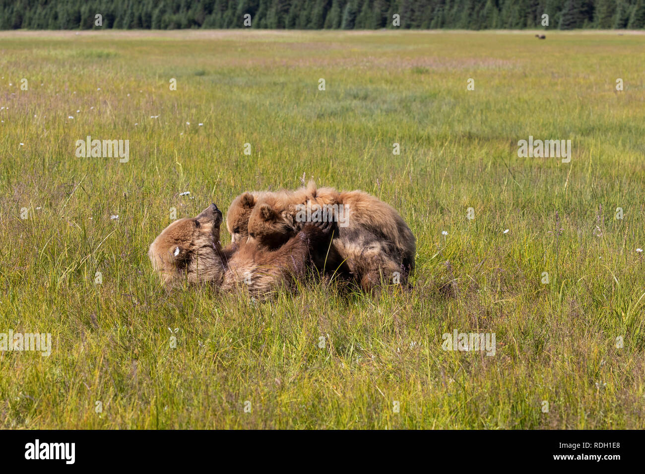 L'orso bruno (Ursus arctos) sow e due secondo anno cubs assistenza infermieristica in Il Parco Nazionale del Lago Clark, Alaska Foto Stock