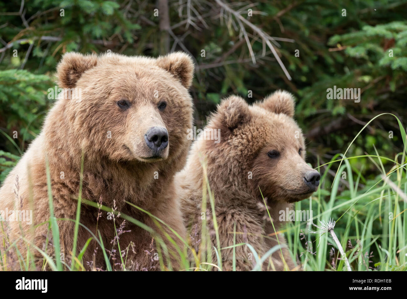 L'orso bruno (Ursus arctos) sow e due terzo anno cubs in Il Parco Nazionale del Lago Clark, Alaska Foto Stock
