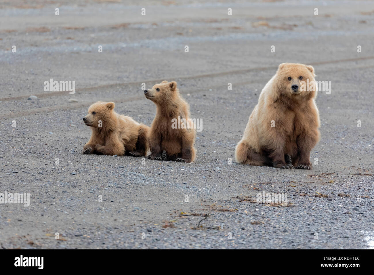 L'orso bruno (Ursus arctos) sow e due secondo anno cubs in appoggio sulla spiaggia del Lago Clark National Park, Alaska Foto Stock