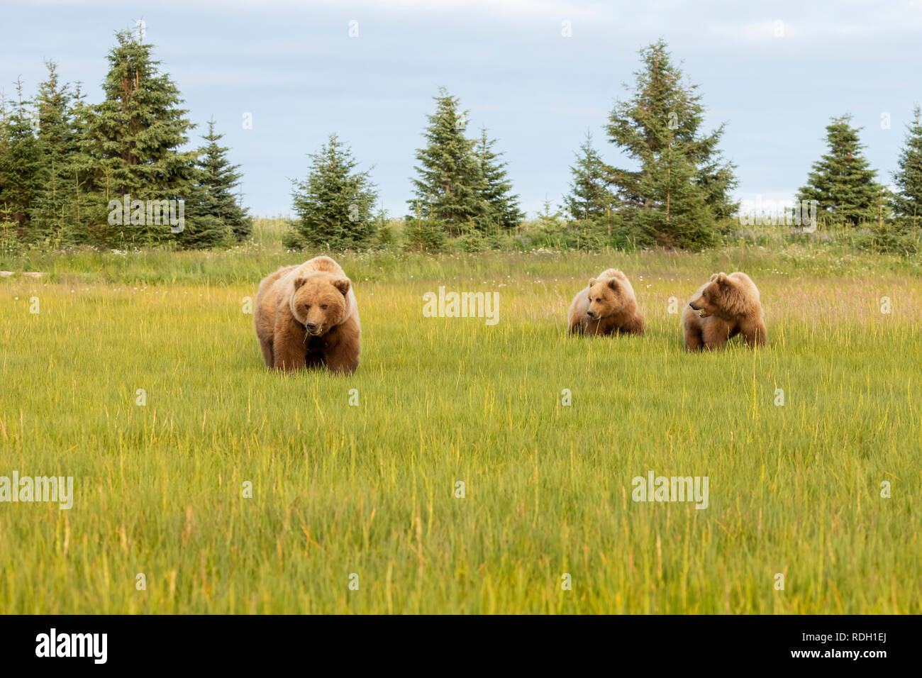 L'orso bruno (Ursus arctos) sow e due terzo anno cubs mangiare erba in Il Parco Nazionale del Lago Clark, Alaska Foto Stock