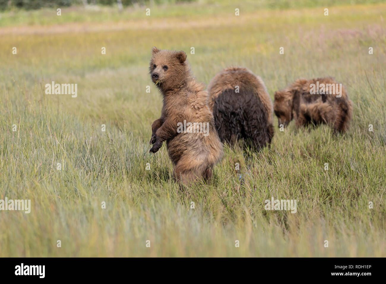 L'orso bruno (Ursus arctos) sow e due secondo anno cubs mangiare erba in Il Parco Nazionale del Lago Clark, Alaska Foto Stock