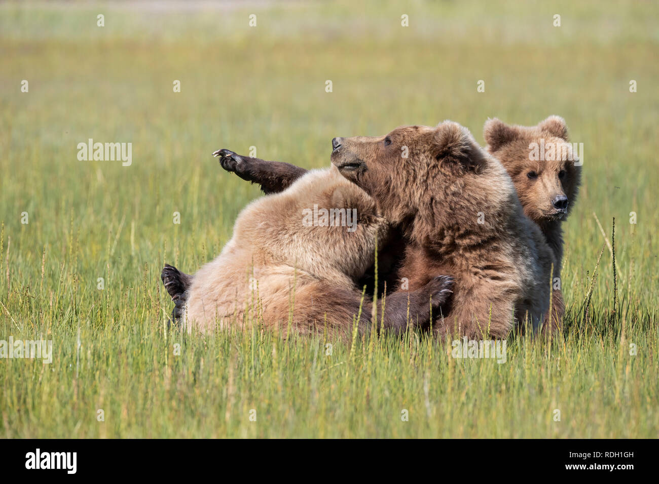 L'orso bruno (Ursus arctos) sow e due terzo anno cubs assistenza infermieristica in Il Parco Nazionale del Lago Clark, Alaska Foto Stock